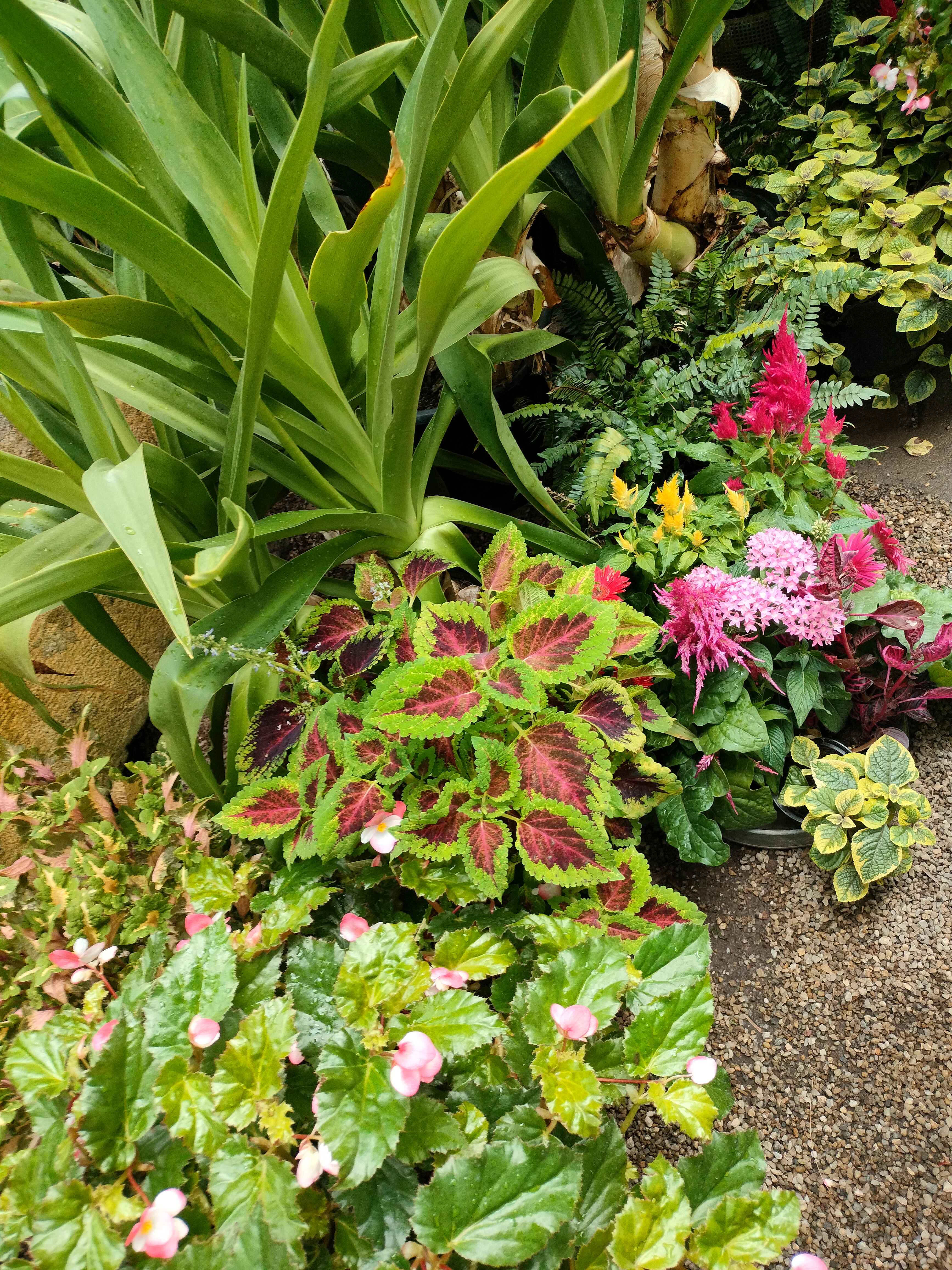 Colorful Flowery
